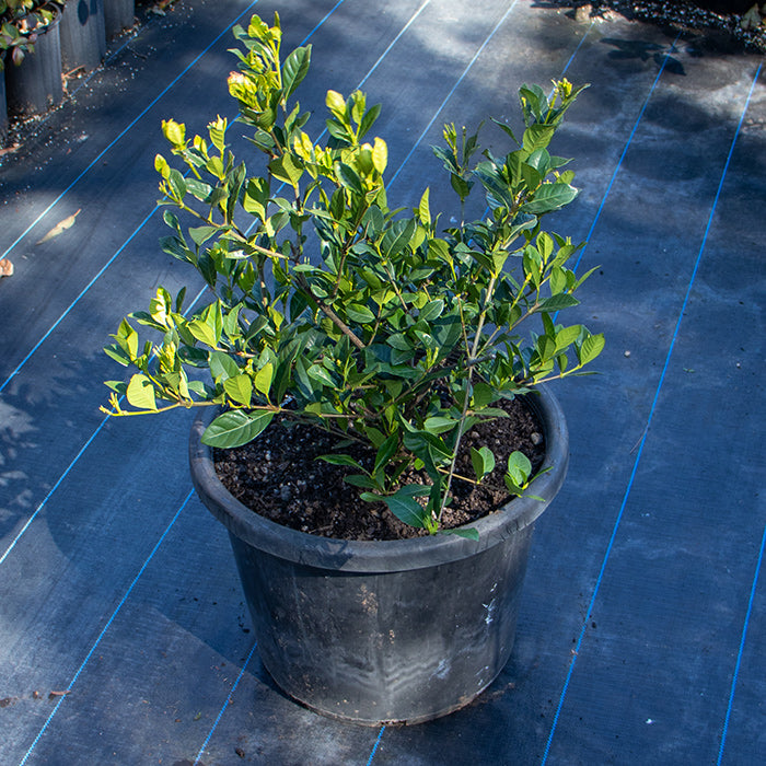 Gardenia Florida