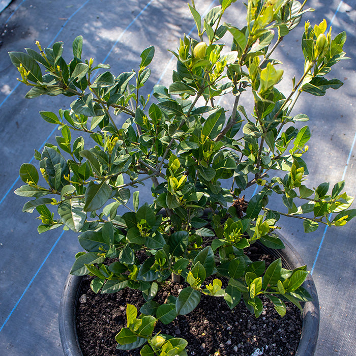 Gardenia Florida