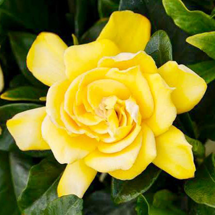 Gardenia Golden Magic