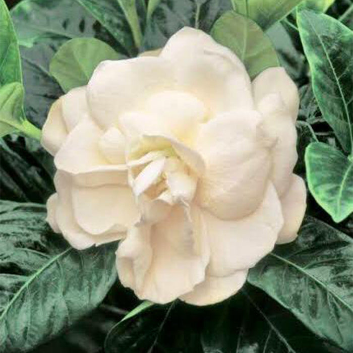 Gardenia Magnifica