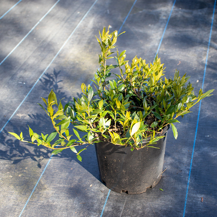 Gardenia Radicans