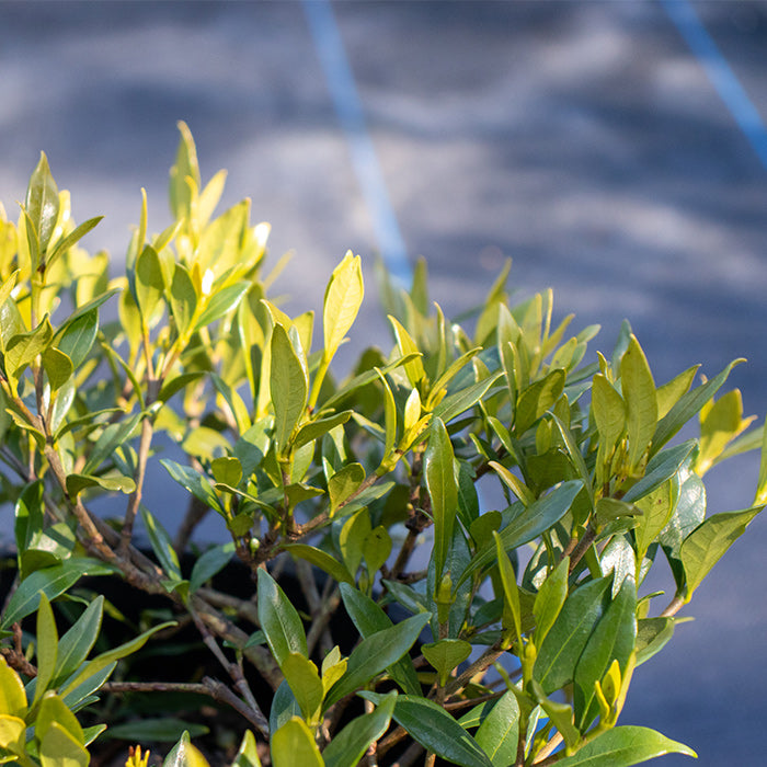 Gardenia Radicans