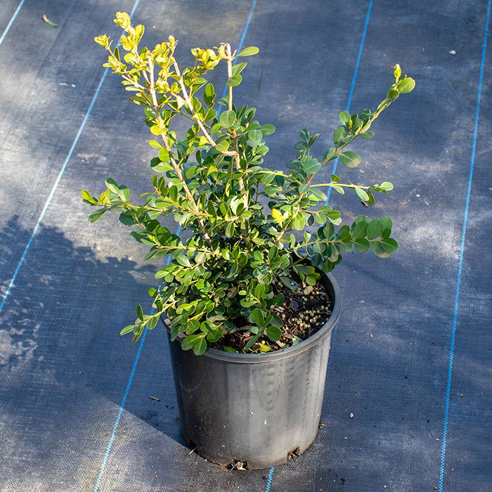 Japanese Buxus Japonica
