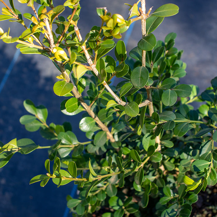 Japanese Buxus Japonica