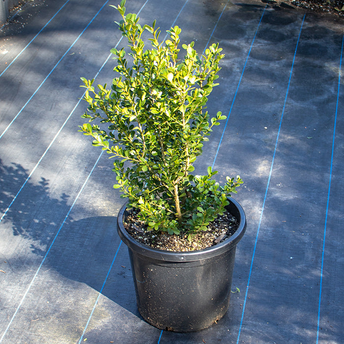 Japanese Buxus Japonica