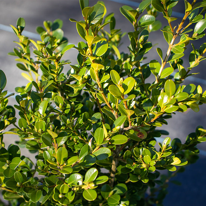 Japanese Buxus Japonica