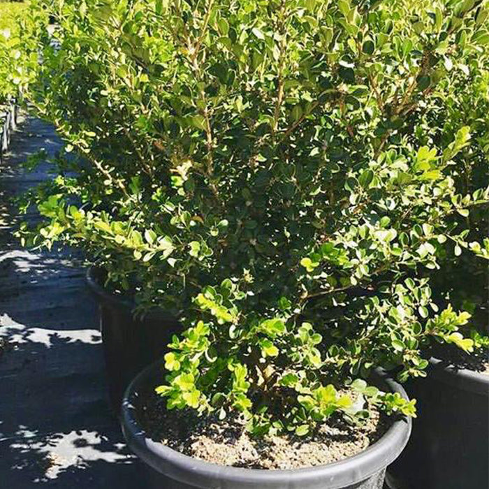 Japanese Buxus Japonica