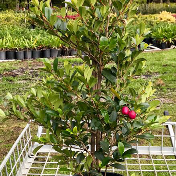 Lilly Pilly Resilience