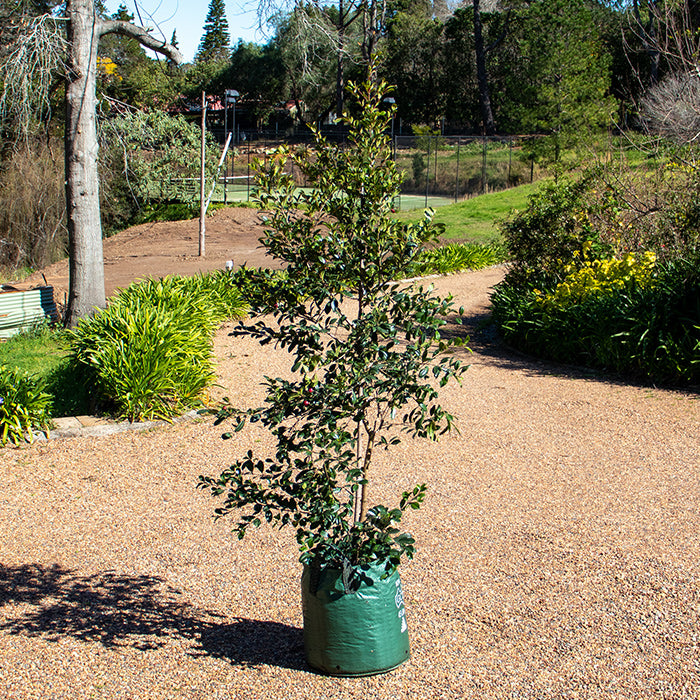 Lilly Pilly Resilience