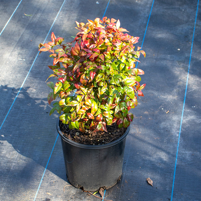 Nandina Nana