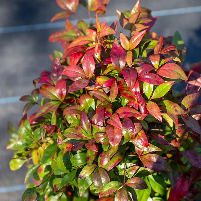 Nandina Nana