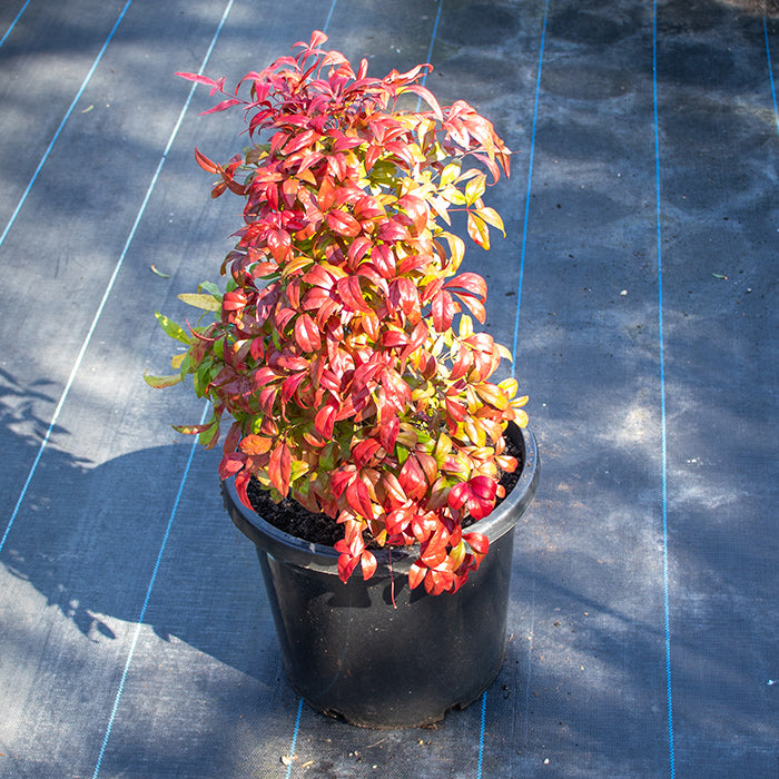 Nandina Nana