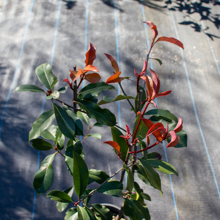 Photinia Red Robin
