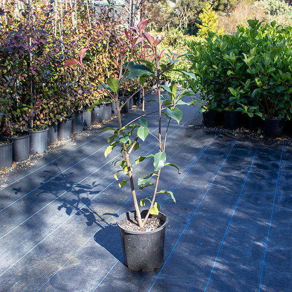 Photinia Red Robin – Galston Nursery