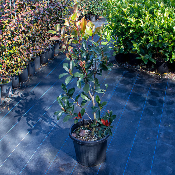 Photinia Red Robin