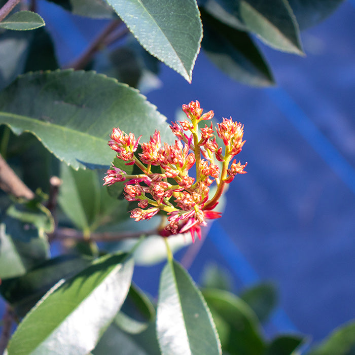Photinia Red Robin