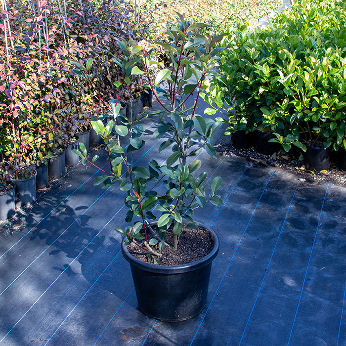 Photinia Red Robin