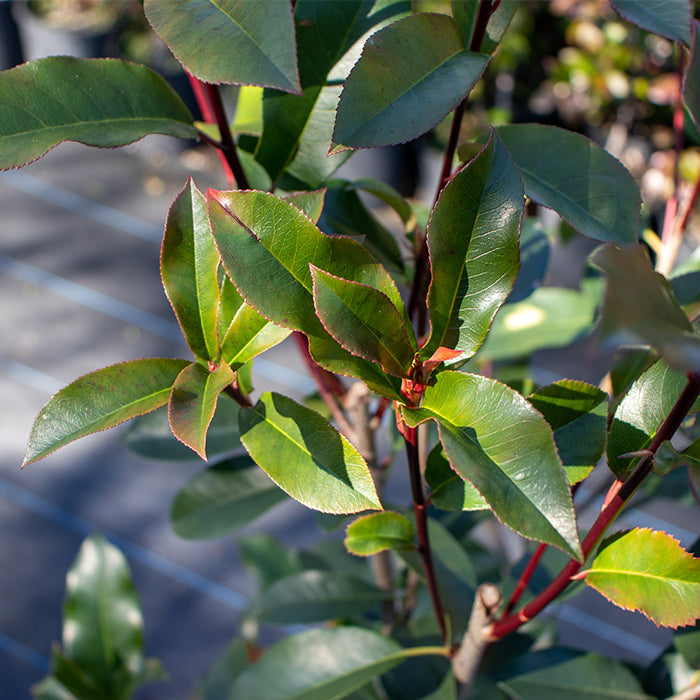 Photinia Red Robin