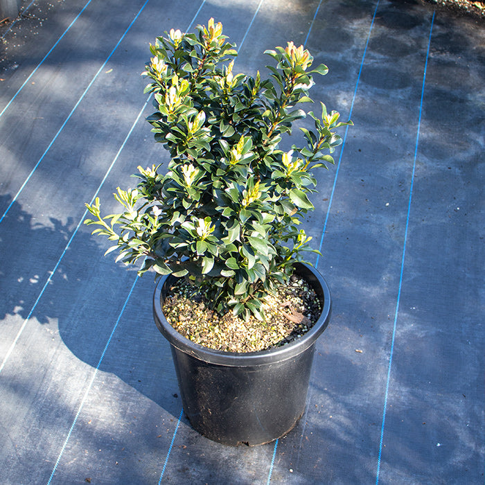 Rhaphiolepis Snow Maiden