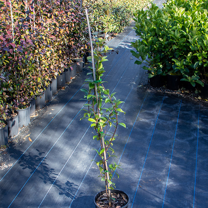 Star Jasmine