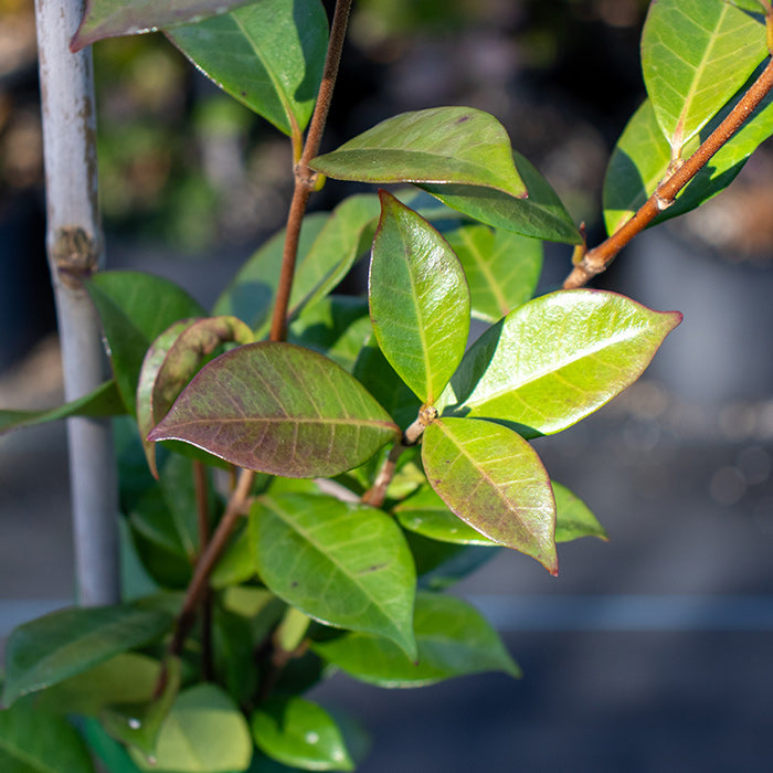 Star Jasmine