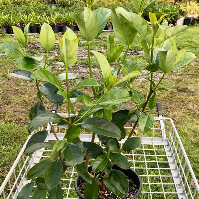 Sweet Viburnum