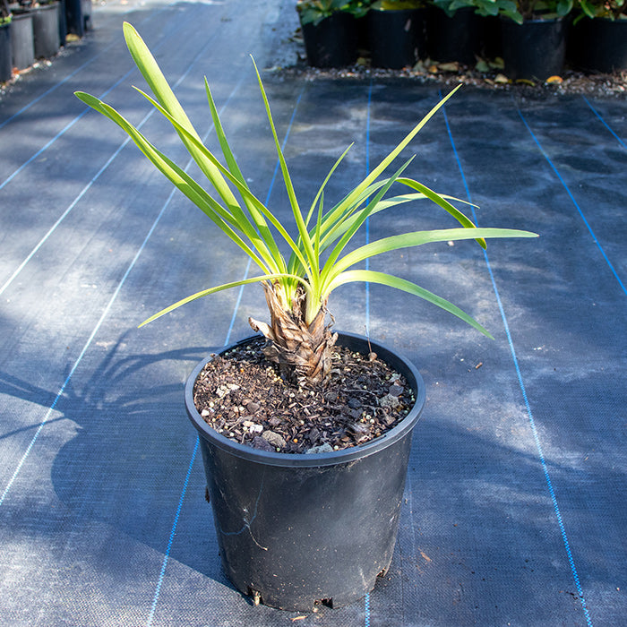 Agapanthus