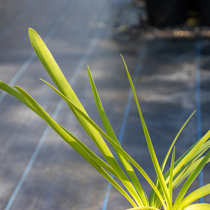 Agapanthus